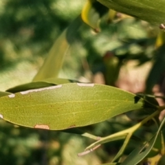 Acacia melanoxylon at Cook, ACT - 26 Aug 2021 09:35 AM