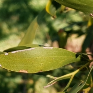 Acacia melanoxylon at Cook, ACT - 26 Aug 2021 09:35 AM