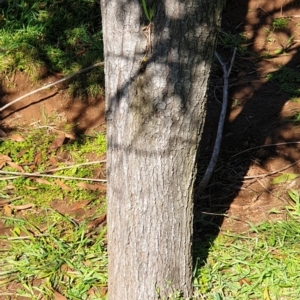 Acacia melanoxylon at Cook, ACT - 26 Aug 2021