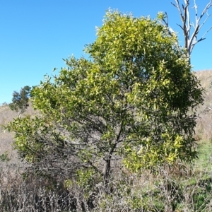 Acacia melanoxylon at Cook, ACT - 26 Aug 2021 09:35 AM