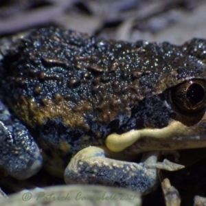 Limnodynastes superciliaris at suppressed - 11 Jan 2021