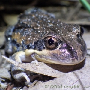 Limnodynastes superciliaris at suppressed - 11 Jan 2021