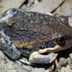 Limnodynastes superciliaris at suppressed - 11 Jan 2021