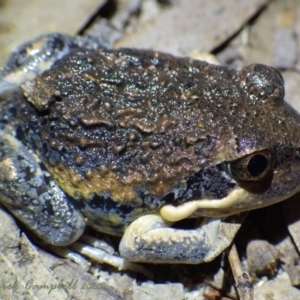 Limnodynastes dumerilii grayi at suppressed - 11 Jan 2021