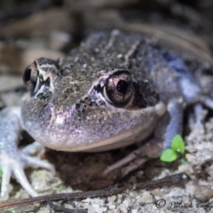 Limnodynastes superciliaris at suppressed - 11 Jan 2021