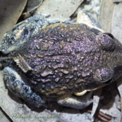 Limnodynastes superciliaris at suppressed - 11 Jan 2021