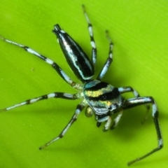 Cosmophasis micarioides (Sparkling Northern Jumping Spider) at Smithfield, QLD - 26 Apr 2017 by Harrisi
