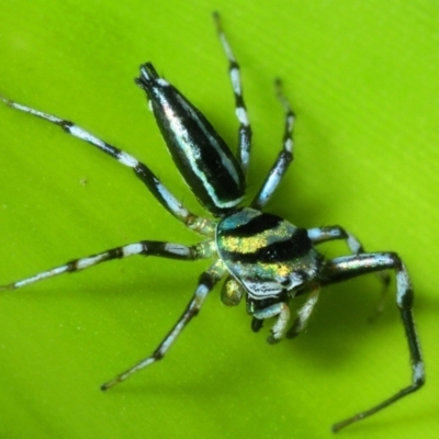 Cosmophasis micarioides (Sparkling Northern Jumping Spider) at Smithfield, QLD - 26 Apr 2017 by Harrisi