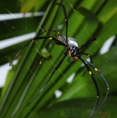 Nephila pilipes (Giant Golden Orb-Weaving Spider) at Smithfield, QLD - 27 Apr 2017 by Harrisi
