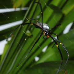 Unidentified Spider (Araneae) at Smithfield, QLD - 27 Apr 2017 by Harrisi