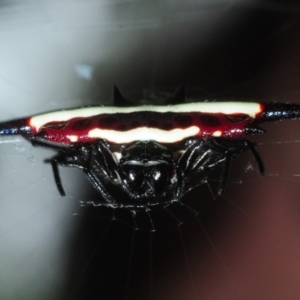 Gasteracantha fornicata at Palm Cove, QLD - 26 Apr 2017 04:31 PM