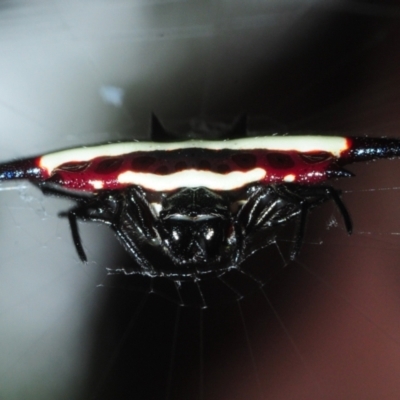 Gasteracantha fornicata (Northern Jewelled Spider) at Palm Cove, QLD - 26 Apr 2017 by Harrisi