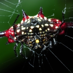 Gasteracantha fornicata at Palm Cove, QLD - 26 Apr 2017 04:31 PM