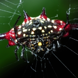 Gasteracantha fornicata at Palm Cove, QLD - 26 Apr 2017 04:31 PM