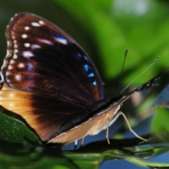 Unidentified Butterfly (Lepidoptera, Rhopalocera) (TBC) at Palm Cove, QLD - 27 Apr 2017 by Harrisi