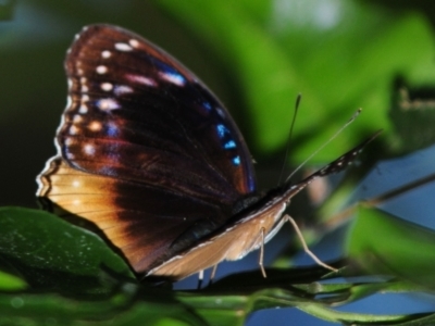 Unidentified Butterfly (Lepidoptera, Rhopalocera) (TBC) at Palm Cove, QLD - 27 Apr 2017 by Harrisi