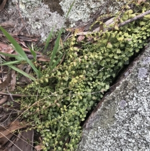 Asplenium flabellifolium at Red Hill, ACT - 27 Aug 2021