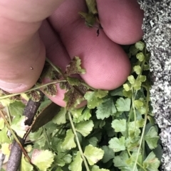 Asplenium flabellifolium at Red Hill, ACT - 27 Aug 2021