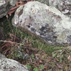 Asplenium flabellifolium at Red Hill, ACT - 27 Aug 2021