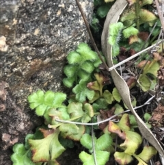 Pleurosorus rutifolius (Blanket Fern) at Red Hill Nature Reserve - 27 Aug 2021 by Tapirlord