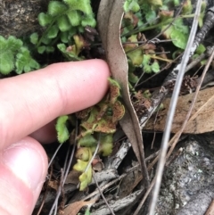 Asplenium subglandulosum at Garran, ACT - 27 Aug 2021