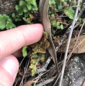 Asplenium subglandulosum at Garran, ACT - 27 Aug 2021 02:03 PM