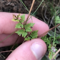 Cheilanthes distans (Bristly Cloak Fern) at Red Hill Nature Reserve - 27 Aug 2021 by Tapirlord