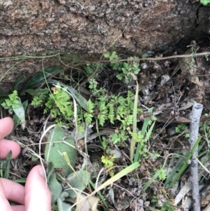 Cheilanthes distans at Garran, ACT - 27 Aug 2021