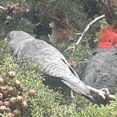 Callocephalon fimbriatum (Gang-gang Cockatoo) at Hughes, ACT - 29 Aug 2021 by MichaelMulvaney