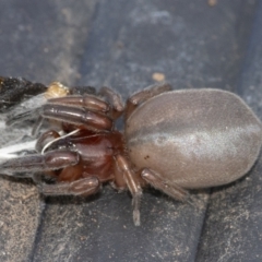 Unidentified Spider (Araneae) at Googong, NSW - 28 Aug 2021 by WHall