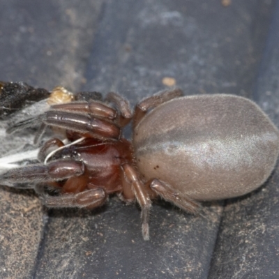 Unverified Spider at Googong, NSW - 28 Aug 2021 by WHall