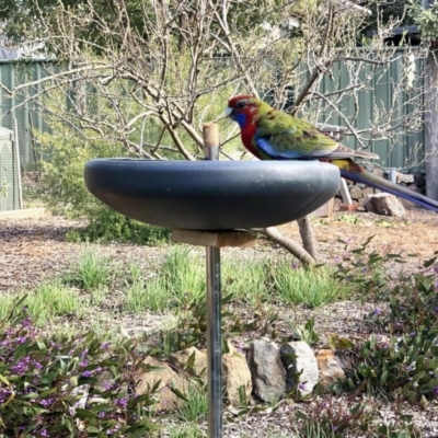 Platycercus elegans (Crimson Rosella) at Aranda, ACT - 28 Aug 2021 by KMcCue