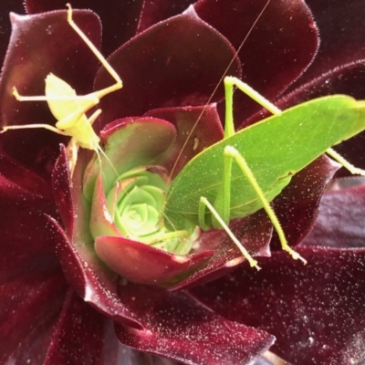 Caedicia simplex (Common Garden Katydid) at Scullin, ACT - 29 Aug 2021 by KMcCue