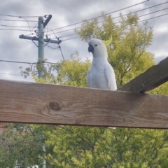 Cacatua galerita (Sulphur-crested Cockatoo) at Aranda, ACT - 28 Aug 2021 by KMcCue