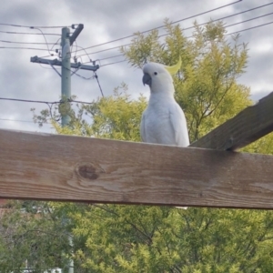 Cacatua galerita at Aranda, ACT - 28 Aug 2021 03:27 PM