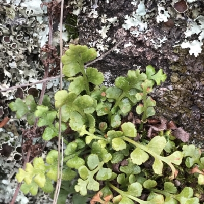 Asplenium subglandulosum (Blanket Fern) at Garran, ACT - 27 Aug 2021 by Tapirlord