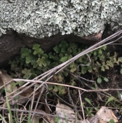 Asplenium subglandulosum at Red Hill Nature Reserve - 27 Aug 2021