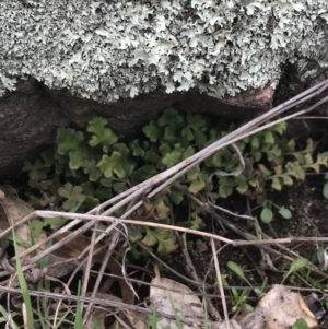 Asplenium subglandulosum at Red Hill Nature Reserve - 27 Aug 2021