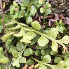 Asplenium subglandulosum at Red Hill Nature Reserve - 27 Aug 2021