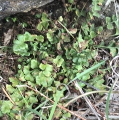 Pleurosorus rutifolius (Blanket Fern) at Red Hill Nature Reserve - 27 Aug 2021 by Tapirlord