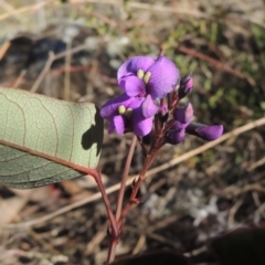 Hardenbergia violacea (False Sarsaparilla) at Calwell, ACT - 10 Aug 2021 by michaelb