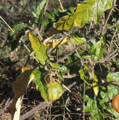 Solanum cinereum (Narrawa Burr) at Tuggeranong Hill - 10 Aug 2021 by michaelb