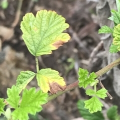 Rubus parvifolius (Native Raspberry) at Red Hill Nature Reserve - 27 Aug 2021 by Tapirlord