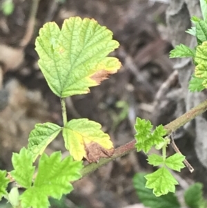 Rubus parvifolius at Garran, ACT - 27 Aug 2021