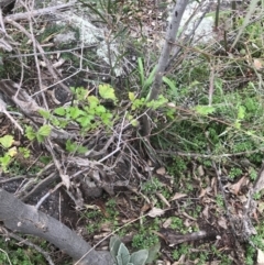 Rubus parvifolius at Garran, ACT - 27 Aug 2021 02:15 PM