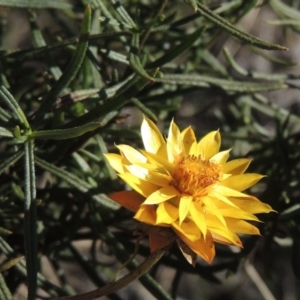 Xerochrysum viscosum at Calwell, ACT - 10 Aug 2021 04:27 PM