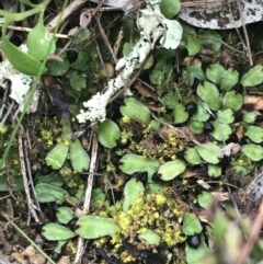 Targionia lorbeeriana (A liverwort) at Garran, ACT - 27 Aug 2021 by Tapirlord