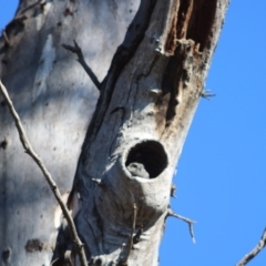 Aegotheles cristatus (Australian Owlet-nightjar) at Ainslie, ACT - 14 Aug 2021 by ChrisSouthby9691