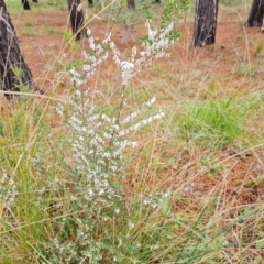 Styphelia fletcheri subsp. brevisepala (Twin Flower Beard-Heath) at Isaacs, ACT - 30 Aug 2021 by Mike
