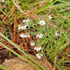 Cryptandra amara (Bitter Cryptandra) at Isaacs Ridge and Nearby - 30 Aug 2021 by Mike